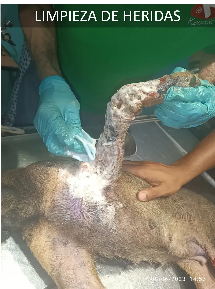 Curas, tratamientos y emergencias